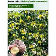 【High-Yield】Red Robe Chestnut Tree Sapling - Fresh Nut Plant/Garden Fruit Tree/Easy-Grow Chestnut