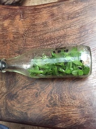 Ready Bibit Tanaman Anggrek Botol Siap Aklamasi