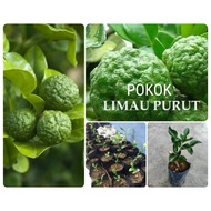 pokok limau purut benih pokok limau purut