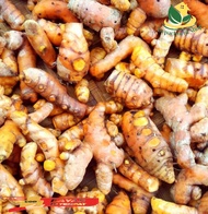 Kunyit Segar Kemasan 1 Kg Fres Grade A Bumbu Masak