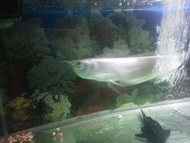 Ikan Hias Arwana Silver Brazil+Pakan Hidup(Ikan mas Kecil/Cere)