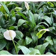 MC - PEACE LILY / SPATHIPHYLLUM  白掌 ｜ Live Plant
