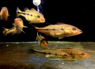 PEACOCK BASS TEMENSIS VENEZUELA/TEMENSIS/PBASS/PBASS BABY