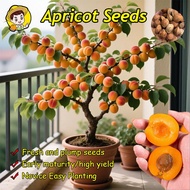 (Perkecambahan Tinggi 5 Buah) Benih Aprikot Kerdil untuk Menanam Pohon Buah-buahan Bibit Buah Apriko