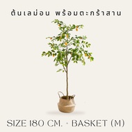 [PRE14วันค่ะ]🍋🍃LEMON TREE (ต้นเลม่อน) ต้นประดิษฐ์งานเหมือนจริง มินิมอลสุดๆ แต่งบ้านสวยมากค่ะ