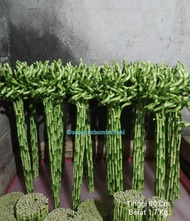 Bambu Hoki / Bambu Rejeki Model Curly atau Lilitan
