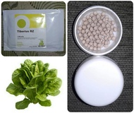 100pills Repack, Benih TIBERIUS RZ Cos Lettuce Romaine Rijk Zwaan
