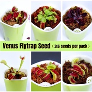High Quality Funny Venus Flytrap Seeds (35pcs/bag) Mini Bonsai Seeds Fly Trap (Dionaea Muscipula) Carnivorous Plants
