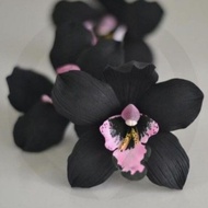 new tanaman hias anggrek dendrobium black papua-anggrek hitam dendro