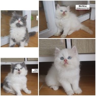 kitten kucing persia dan himalaya jantan dan betina