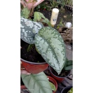 ✙Budget meal mix plants, common to rare,( calathea,silver satin, lemon lime, Aglaonema, photos,etc..