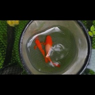 Best Seller Guppy Albino Koi Red Ear Gen King Koi