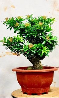 黃金金鑽 羅漢松（新長葉子呈金黃色、葉片厚實、樹身S型、粗8厘米）