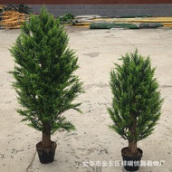 Christmas Leaf Potted Cypress Beauty Branch Pine Tree Potted Pine Cypress Small Side Leaf Arhat Pine