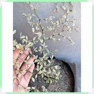 Variegated$W<African.T;Talisay+LE@PH@OO@Qx@Vu@Y Live outdoor garden decor in seed ling bag