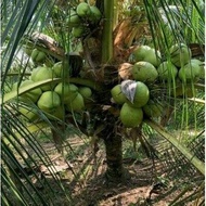 Bibit Kelapa Genjah Entok Bibit Kelapa Hijau Super Besar