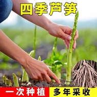 [Hot Sale within 3 Days 1156 Pieces] Asparagus Seedling Root Green Asparagus Seedling Four Seasons V
