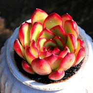 Polaroida Succulents Office Creative Green Plants Office Indoor Succulent Combination Potted Flowers