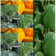 ANAK POKOK MANGGA HYBRID TAIWAN Buah Buahan Fruits Live Plant