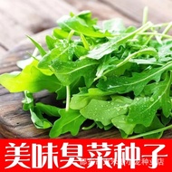 [现货]{热卖}臭菜种子芝麻菜美味正宗东北臭菜种子多季播种美味优质臭菜种子Stinky Vegetable Seeds Arugula Delicious Authentic Northeast St