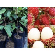 Pokok rambutan anak sekolah hybrid