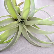 Capitata Silver Rose Air Plant