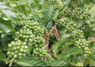 entres kopi robusta Arsyad