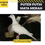 (0_0) PUTER PUTIH MATA MERAH bukan tekukur perkutut ("_")