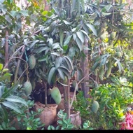 pohon mangga harum manis super sudah berbuah