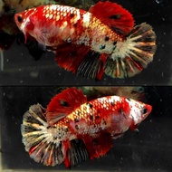 Induk Gold Red Koi Copper (Rkc) / Ikan Cupang Hias Morningbreeze13