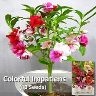 High Quality Rare Colorful Impatiens Plant Bonsai Seeds (10 Seeds) Biji Benih Balsam Flower Seeds 七彩