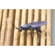 [Small Volume] BSF Eggs