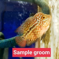 (1pcs)Flowerhorn kamfa fries local breed