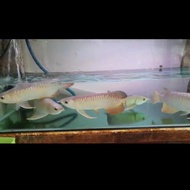 Arwana Golden Red Hiback ( 30 )+ cm