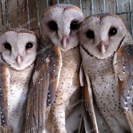 burung hantu tyto alba