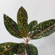 ✔❁☃Donya/Doña Carmen Aglaonema Uprooted Live Plants