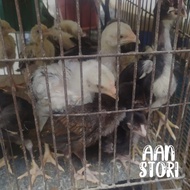 DOC Ayam Kampung - Anakan Ayam Kampung - Usia 2minggu+ - AanStori