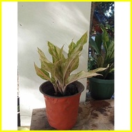 ♕ ❖ ♀ (27) Butterfly Aglaonema Uprooted Live Plants(Luzon only)