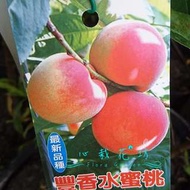 心栽花坊-豐香水蜜桃/水蜜桃品種/嫁接苗/水果苗/售價160特價140