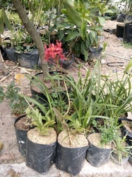 Tanaman hias anggrek epidendrum atau anggrek merpati merah