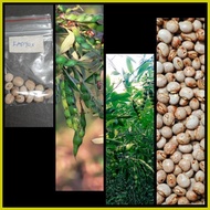 ☆ ➔ ∈ kadyos / kardis /pigeon pea (homegardening)