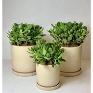Hot Tanaman Hias Sukulen Crassula Ovata Jade Plant - Succulent- Pohon