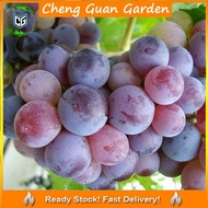 Anak Pokok Anggur Isabella Grape Sapling Pokok Import Dari Thailand