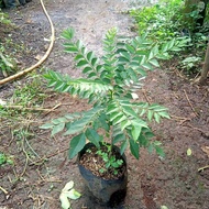Koja Bay Curry Tree Seedlings - (Buy 5 Get 1 Free) - Height 10-30 Cm - Curry Leaf Plants to Beautify