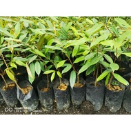 anak pokok durian d200/duri hitam