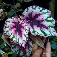 Tanaman hias Begonia pelangi - Begonia cantik murah