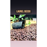 ℗♞Laurel Bayleaf Seeds for Planting high germination Rate