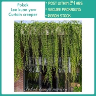 PBN - pokok lee kuan yew curtain creeper - pokok bunga nursery vernonia elliptica elaeagnifolia land
