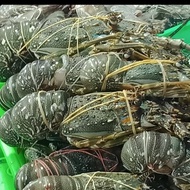 PROMO lobster murah air laut @1kg