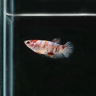 ikan cupang koi tancho galaxy multi betina hm fccp female betta hmpk